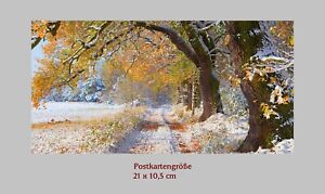 Künstlerpostkarten Weihnachten Natur Zisterzienserwälder Schlesien Eichenallee