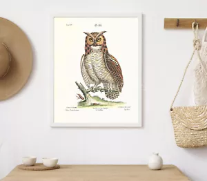 Poster Stampa Gufo Grido Uccellino Stampa Gufo Amante Regalo Ornitologia Decorazione Casale - Foto 1 di 4