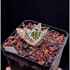 3-4cm 1PCS Seedling Aloe Variegata L Garden Indoor Outdoor Beautiful Rare Aloe - Foto 1 di 10
