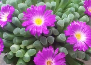 Frithia Window Window Plant -Rare Succulent | Ideal for Terrariums and Unique - Picture 1 of 5
