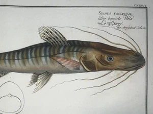 1st ED BLOCH OBLONG FOLIO H/C RARE FISH Catfish Streaked Silure Pl 366 - Picture 1 of 2