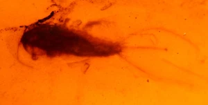 Kreidezeit Silberfisch mit langem Schwanz in burmesischem Bernstein Fossil aus Dinosaurierzeit - Bild 1 von 7