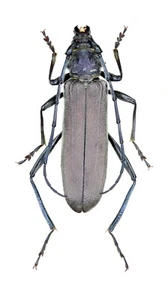 Cerambycidae, Turkaromia pruinosa Reiter, 1903, KASACHSTAN, 30,7 mm, weiblich - Bild 1 von 1