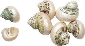 20 Turbo Brunnes Bandas Conchas Marinas Decoración Playa Artesanía 1.25-1.75" (Juego de 20) - Imagen 1 de 1