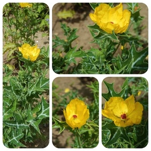 Mexikanischer Stachelmohn Argemone mexicana psychoaktive Pflanze Aphrodisiakum - Bild 1 von 1