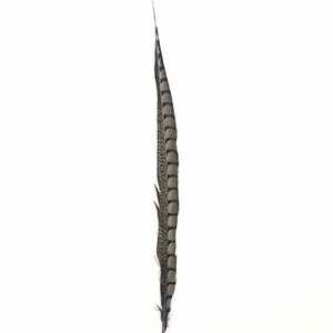 20" to 30" Lady Amherst Pheasant Side Tail Feather - Grey - Picture 1 of 3