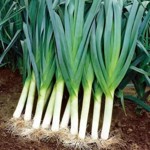 Carantan Leek 50+ PCS fresh seeds, organic herb seeds - Foto 1 di 8