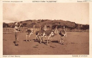 CURACAO - Ostrich Farm Albertine - Shorn of their beauty - Picture 1 of 2