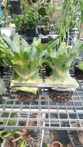 Staghorn felce platycerio Wandae pianta certificato fitosanitario - Foto 1 di 4