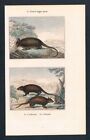 1840 - Armadillo Cachicame Cabasson Animal Stampa Antica Engraving