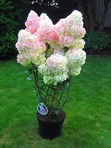 5+ 2 free unrooted cuttings of stunning Vanilla Strawberry Hydrangea bush tree# - Image 1 of 4