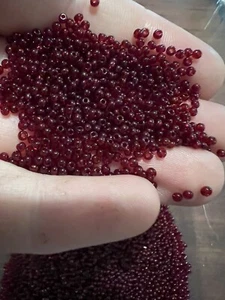 50g trans mid red seed beads size 11/0 Czech glass beads rocaille (jb5140) - Picture 1 of 3