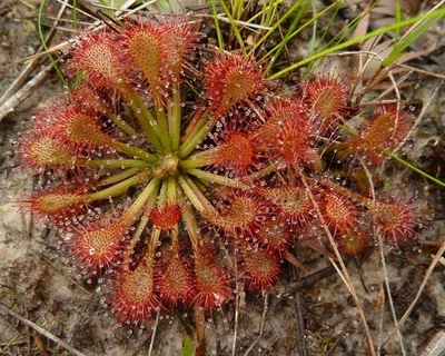 Drosera Capillaris 30+ semillas frescas (2025) Foto 1 de 2