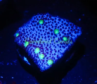 Cornbred's Alien Egg Cyphastrea - WYSIWYG - Frag - CORAL VIVO Foto 1 de 3
