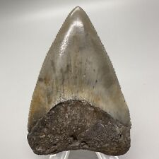 VERY RARE ENORMOUS 3.05" Fossil GREAT WHITE Shark Tooth - SC, USA
