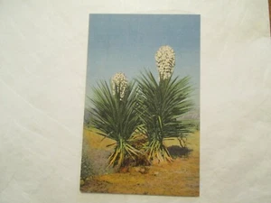 Spanish Daggers Postcard - Picture 1 of 2