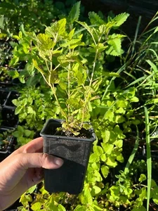 Lemon balm Live Plant (Melissa Officinalis), Healthy Live Herb in 3-4" Pot - Picture 1 of 2