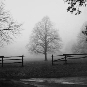 "Harold Silverman, ""Texturas de la Mañana", impresión digital, foto BW, 18""h x 18""w imagen - Imagen 1 de 1