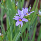 2x Sisyrinchium 'Moody Blues', blue flowering perennials in 1 litre containers