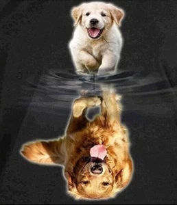 Hágalo usted mismo pintura por números para adultos, Golden Retriever cachorro reflejo 40x50 UK COMP - Imagen 1 de 5