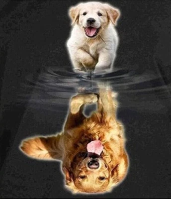 DIY Paint by Numbers for Adults, Golden Retriever Puppy Reflection 40x50 UK COMP - Image 1 of 4