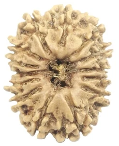 14 Mukhi Rudraksha / Fourteen Face Rudraksh - Nepal - 22.28 mm - IGL Certified - Picture 1 of 7