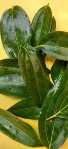 Dried CINNAMON LEAVES 100% Organic Pure Ceylon Premium Quality Herbal Leafs - Picture 1 of 10