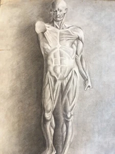 Superb Large Drawing 60cm Flayed Anatomy Curiosi Handmade Mine Lead 1916 - Picture 1 of 11
