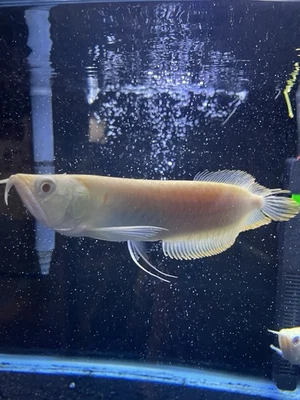 Albino Silver Arowana Live Fish “5-6in” - Image 1 of 2