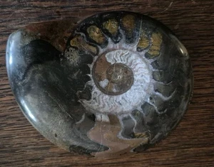 Kleine Schale – Orthoceras mit Ammonit – wunderschön! - Bild 1 von 2