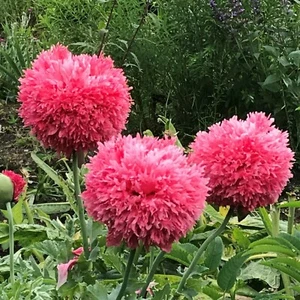 Tarjeta: "Forde Abbey Gardens, Peony, Somerset England" #PeterBrighousePhotography - Imagen 1 de 11