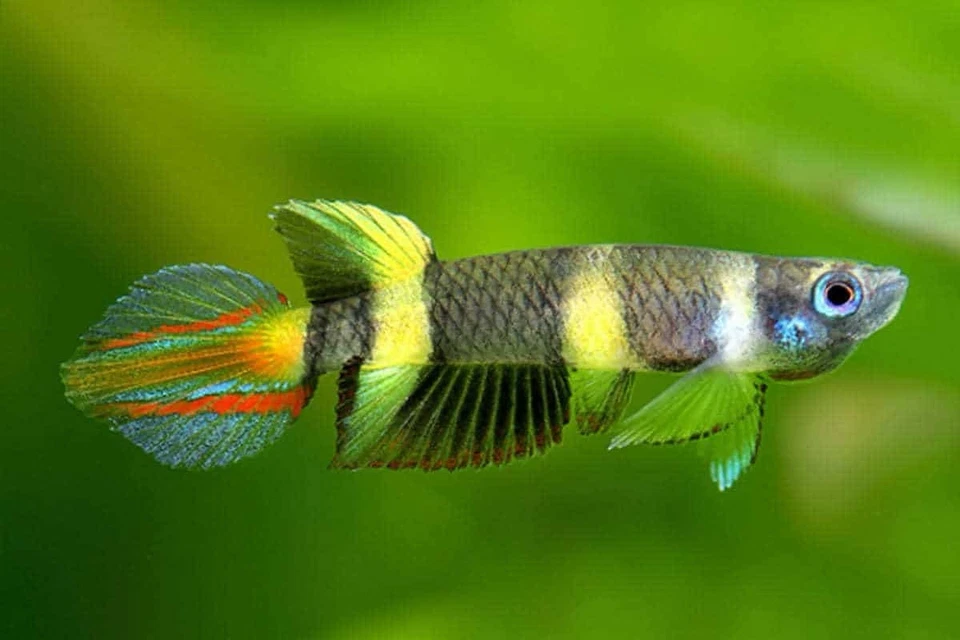 (7) Clown Killifish (Rocket Fish) - Image 1 of 1