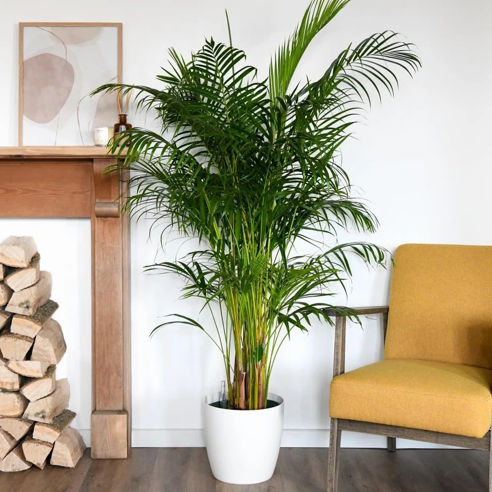 Areca Dypsis Palm Tree (Golden Cane Palm) 9cm & 12cm Potted Plant by T&M - Image 1 of 4