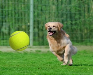 Bola de tenis jumbo Waloo 9,5" para mascotas con bomba de mano - Imagen 1 de 3