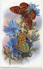 Walker. Butterflies Fleurs. Butterfly. Flowers. Artist Signed