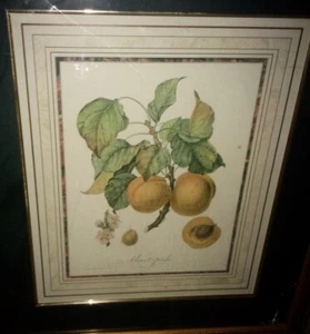 French Botanical 19th Century Fruit Handpainted Framed 26x23 (Broken Glass) - Bild 1 von 5