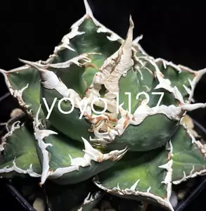 Agave titanota 'Werwolf' Rareagave Sukkulente Pflanze Garten 5-6cm - Bild 1 von 4
