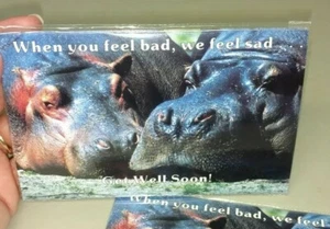 Vintage post cards, two hippos, when you feel bad we feel sad get well soon, 24 - Picture 1 of 2