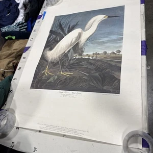 JAMES AUDUBON Snowy Heron Egret Area Candidissima print poster 39by26” - Picture 1 of 14