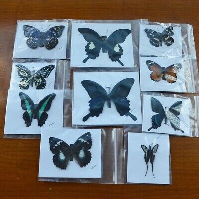 10Pcs Unmounted Natural Butterfly Specimen Mixed Colorful Artwork DIY Craft  • 26.60$