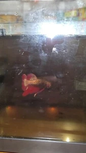 Live betta fish  male Red Copper - Picture 1 of 5