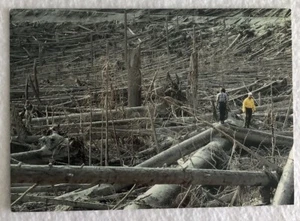 Mount St Helens ( The Aftermath Of The 1980 Eruption) Postcard (C1) - Picture 1 of 2