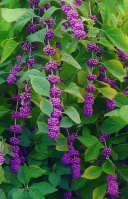 12 esquejes frescos de planta viva American Beauty Berry Bush sin raíces ¡¡ENVÍO GRATUITO!!! Foto 1 de 2