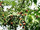 Dattelbaum Gemüse Obst winterhart schnellwüchsig große Kübelpflanzen Topfpflanze