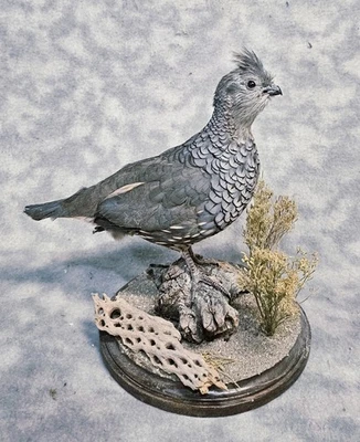 Настольное крепление синий масштаб перепела тетерев фазан таксидермия птица искусство - Изображение 1 из 2