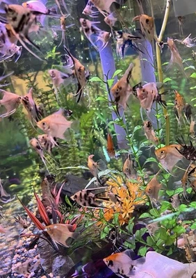 Young Angelfish ( Approx 1+ Inch Diam) - 4 Pack - Image 1 of 4