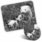 Mouse Mat & Coaster Set - BW - Cute European White Mink  #37207