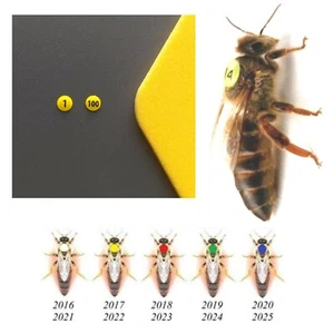 Weiße Markierungsschilder für Bienenköniginnen mit Zahlen 1-100 (ohne Kleber, Werkzeug) - Bild 1 von 5