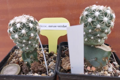 Sclerocactus mesa verde, winterhart/-20 °C/2 St./ Four Corner/ gepfr. - Bild 1 von 4