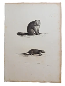Gravure sur cuivre de Huet XVIIIe. La Marmotte, le rat - Foto 1 di 1
